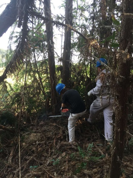 富川供電：清樹障除隱患  保線路安全通暢