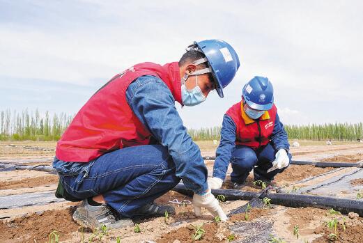 新疆伊河供電公司供電可靠 春灌無憂