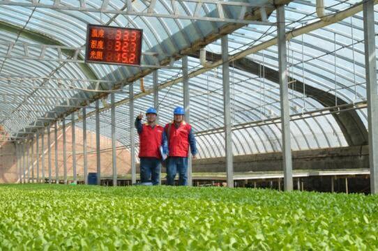 國網張掖供電公司優(yōu)質電力助有機蔬菜增收