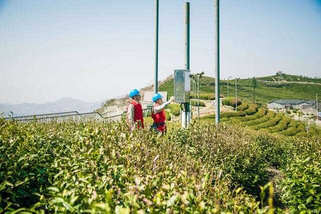 國網(wǎng)臺(tái)州供電公司：春茶滿園香 供電保障忙