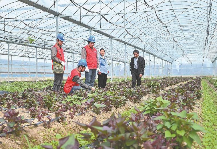 河南息縣：供電服務(wù)貼心，種植紅薯有信心”