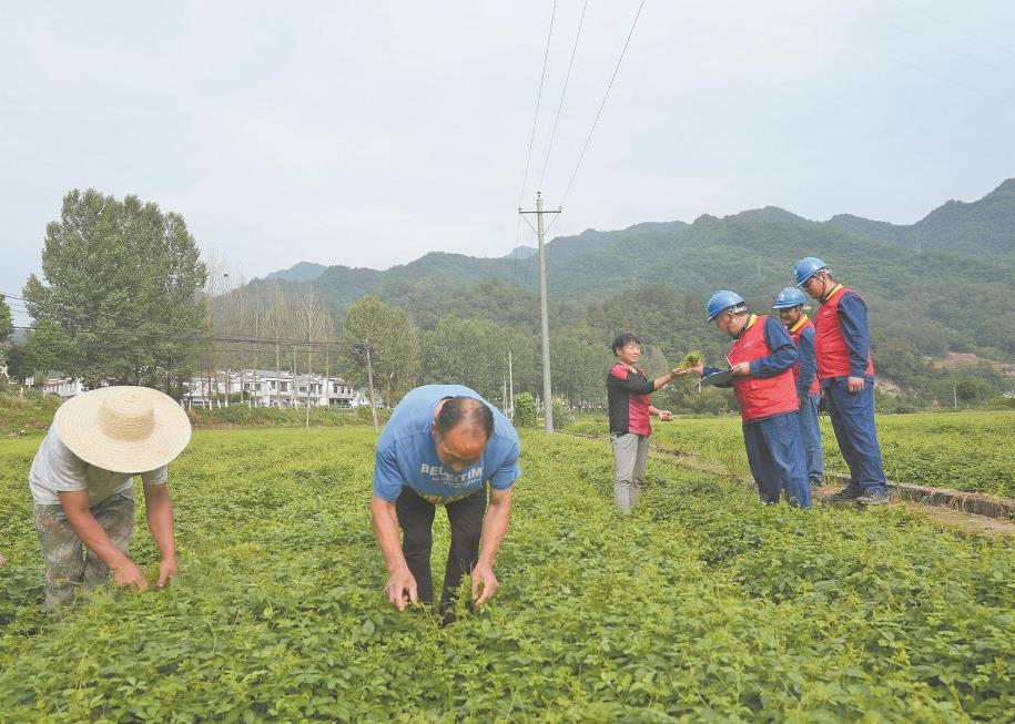 陜西省平利縣加工電氣化助絞股藍產(chǎn)業(yè)壯大