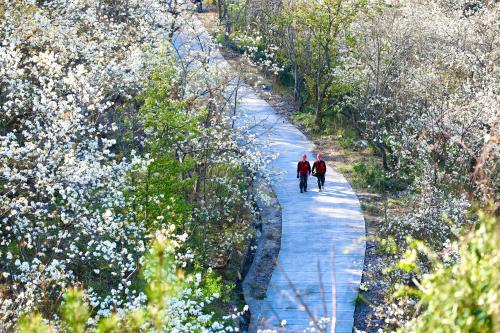 國網(wǎng)壽寧縣供電公司：梨山飛雪映紅霞 電力護(hù)航