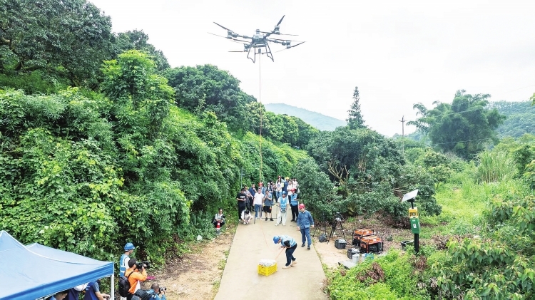 電網(wǎng)無人機(jī)為廣州從化農(nóng)戶守住荔枝收益